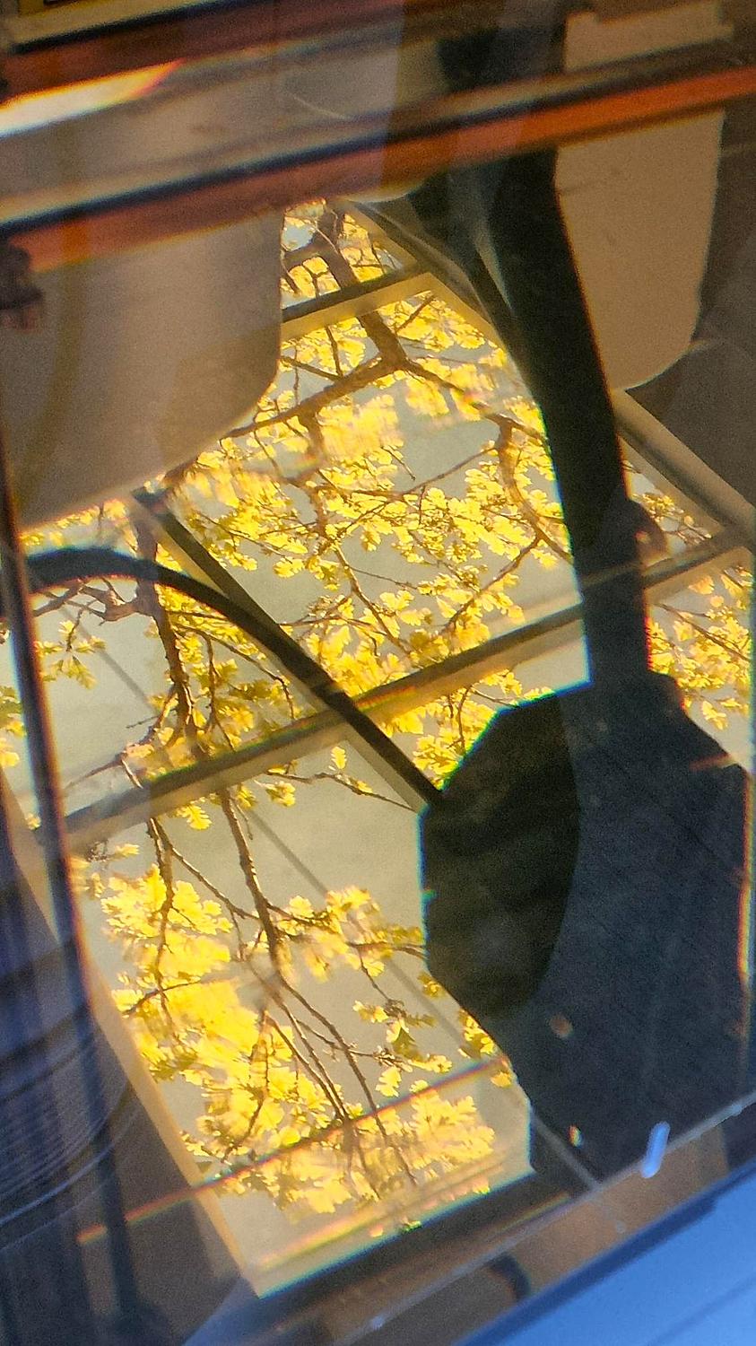 A Forest Among The Phantom